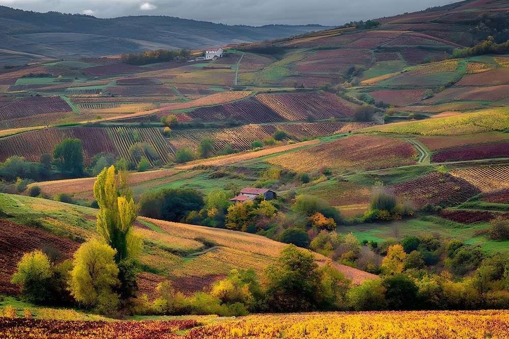 aysage des monts du Beaujolais en automne, avec ses vignes colorées, illustrant la proximité d'une agence web locale basée à Gleizé.